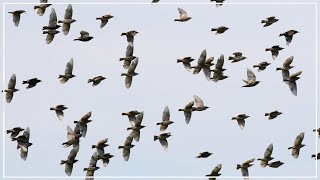 Murmurations of Starlings  Common Starling Flock [upl. by Renruojos]