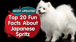 Top 20 Fun Facts about Japnese Spitz MOST UPDATED [upl. by Puett]