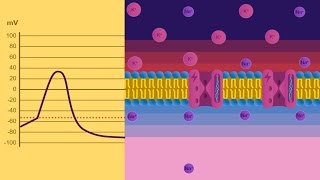 Potenziale di membrana [upl. by Hugh106]
