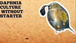 HOW TO CULTURE DAPHNIA NATURALLY WITHOUT A STARTER [upl. by Eelegna89]