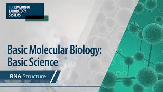 Virus life cycle  RNA virus replication [upl. by Ai627]