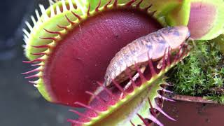 Best Venus Flytrap Trapping Compilation 2018 [upl. by Aitnom]