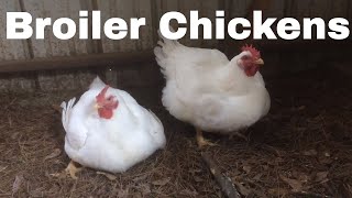 Chicken Breed Analysis The Broiler [upl. by Devi264]