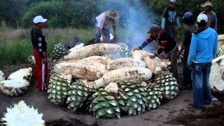 Cooking Maguey agave for Mezcal at the Mezcal Real Minero in Oaxaca Mexico [upl. by Coben810]