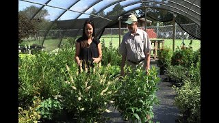 Home Gardener  Native Shrubs Clethra and Buttonbush [upl. by Jaine]