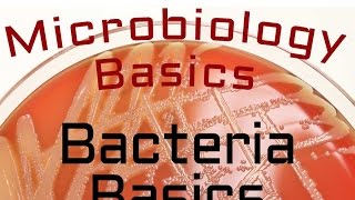 Bacteria Basics  Microbiology Lectures [upl. by Ladnek]