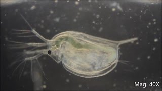 Daphnia magna under the Microscope [upl. by Hazlip913]