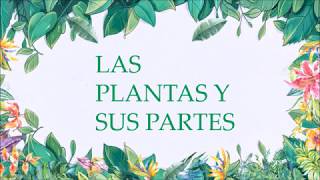 LAS PLANTAS Y SU ESTRUCTURA [upl. by Yornoc615]