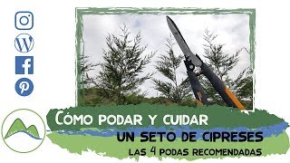 Cómo cuidar y podar un seto de cipreses 4 PODAS fundamentales  LdN [upl. by Naamann]