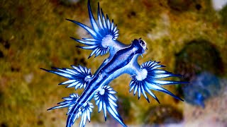 The Blue Sea Dragon  Animal of the Week [upl. by Leunas]