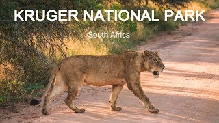 BEST Safari in South Africa  KRUGER NATIONAL PARK 12 [upl. by Sillig]