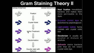 Microbiology Gram Staining [upl. by Ise]