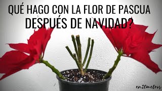 Cómo cuidar la FLOR DE PASCUA después de NAVIDAD poda y abonado de la nochebuena  en20metros [upl. by Ahtreb]