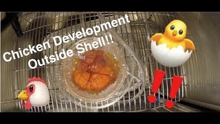 Chicken Embryo Development Timelapse [upl. by Darsie]