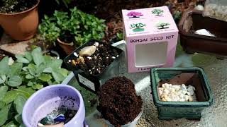 Starting Sakura Bonsai from a Bonsai Seed Kit [upl. by Anhoj]