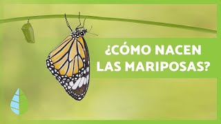 Cómo nacen LAS MARIPOSAS 🦋 Tipos hábitat y Curiosidades [upl. by Nivlam]