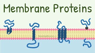 Membrane Proteins  DONT MISS the FUNCTIONS at 418 [upl. by Johnsten710]