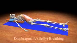 Diaphragmatic Belly Breathing [upl. by Lenka]