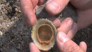 How to find free food on a beach  Winkles amp Limpets [upl. by Eillib511]