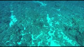 Underwater video captures sonar pings [upl. by Lapotin]