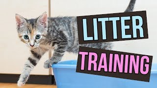 How to Litter Train Baby Kittens [upl. by Gordy]