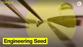 Engineering Seed [upl. by Ainegue]