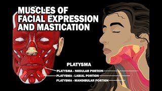 MUSCLES OF FACIAL EXPRESSION AND MASTICATION [upl. by Selyn]