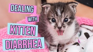 How to Deal With Kitten Diarrhea [upl. by Sterling]