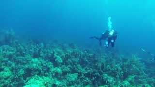 Sonar pinging when scuba diving [upl. by Ynafets]