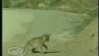 bobcat vs rattlesnake [upl. by Berga465]