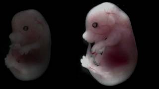 Mouse embryo developing over time [upl. by Ecnarwal]