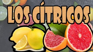 LOS CITRICOS  hesperidios [upl. by Rothenberg760]