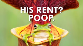 You Won’t Believe What Pitcher Plants Charge In Rent [upl. by Esina]