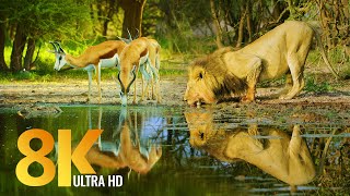 Amazing Wildlife of Botswana  8K Nature Documentary Film with music [upl. by Burkhardt959]