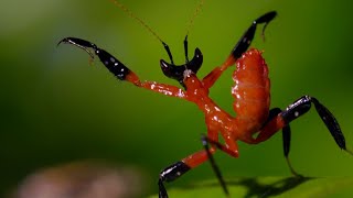 Filming the Kung Fu Mantis  Wild Stories  BBC Earth [upl. by Ahtinak913]