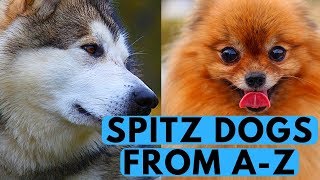 All Spitz Dog Breeds List from A to Z [upl. by Kessiah659]