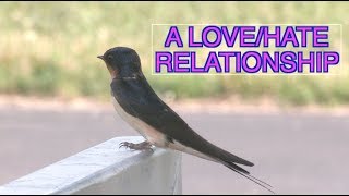 Barn Swallows Nesting NARRATED [upl. by Cowden]