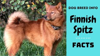 Finnish Spitz dog breed All breed characteristics and facts about Finnish Spitz dogs [upl. by Katusha]