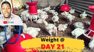 Broiler Weight at 3 Weeks  Broiler Brooding Management Day 21 [upl. by Pennie]