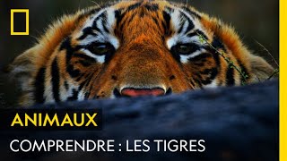 COMPRENDRE  Les tigres [upl. by Mariana]