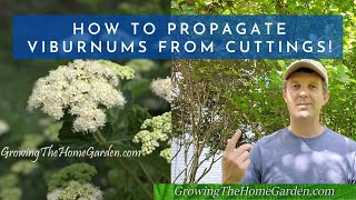 How to Propagate Viburnums from Cuttings Arrowwood Shasta Onondaga and Japanese Snowball [upl. by Miche]