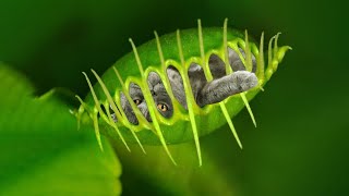 10 Deadly Plants That Eat Animals [upl. by Ahkos]