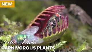 True Facts  Carnivorous Plants [upl. by Zohara]