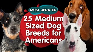 Top 25 Medium Sized Dog Breeds for American MOST UPDATED [upl. by Schwejda70]