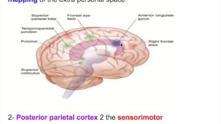 Neglect disorderHemineglect disorderHEMIAGNOSIA [upl. by Day]