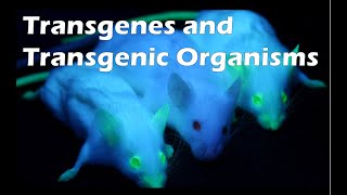 Trangenes and Transgenic Organisms [upl. by Felty]