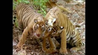 Baby Einstein  Wild Animal Safari Amazon Trailer [upl. by Oaks]