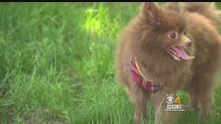 Woman Stumbles Upon Trapped Abandoned Dog [upl. by Beaufort]