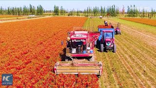 Chili peppers harvest in NW Chinas Xinjiang [upl. by Ahsenod]