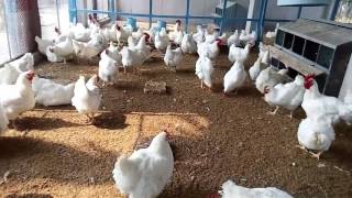 How To Start Broiler Parent Breeding Poultry Farm  Broiler Egg Production [upl. by Yessej]